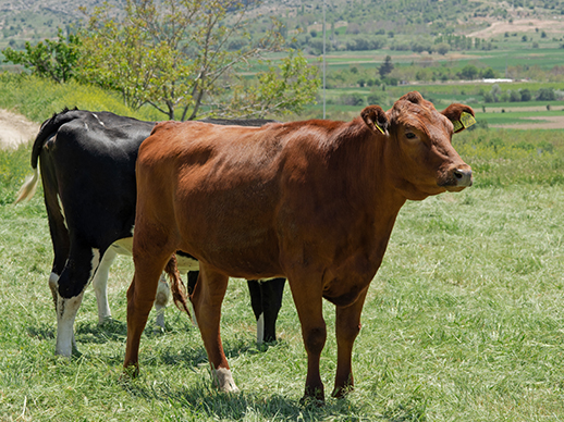 Avrupa Kırmızısı Irkı