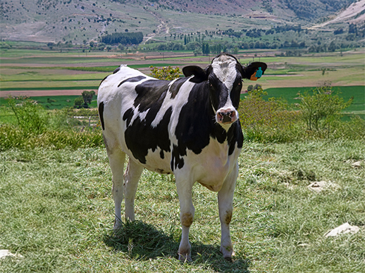 Holstein Irkı