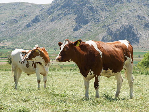 Kırmızı Holstein Irkı
